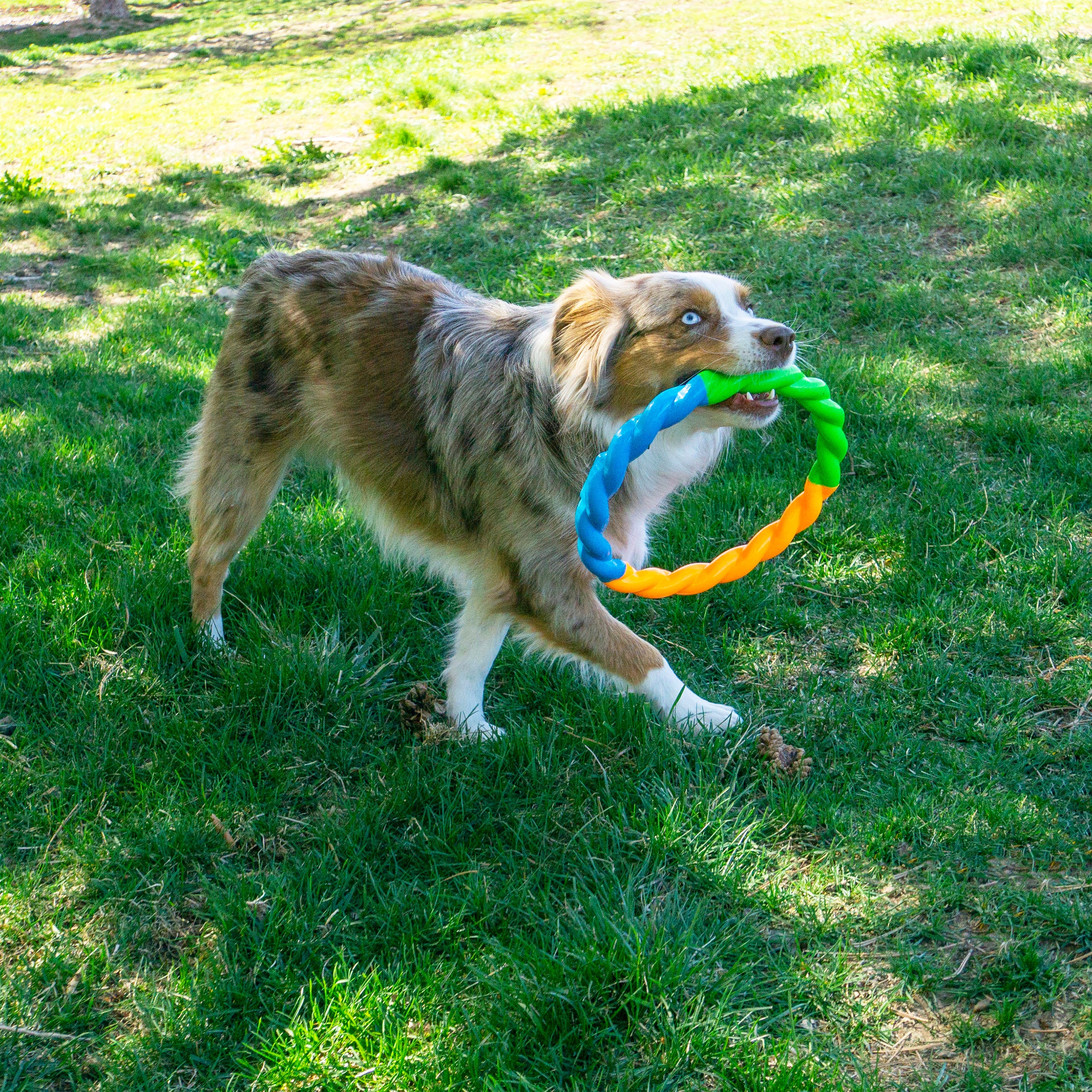 Twistz High-Viz Ring (Large) | KONG