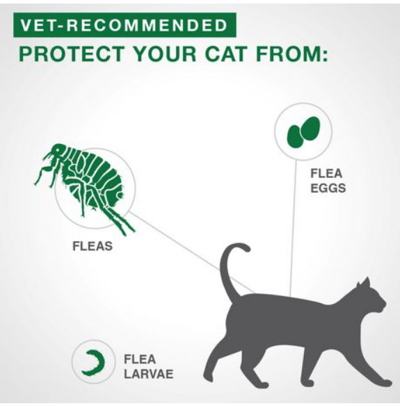 Advantage II Flea Treatment (Kittens <5lbs) | Bayer