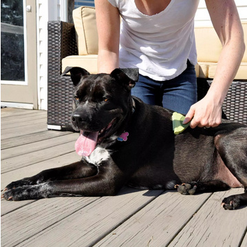 Safari Shed Magic De-Shedding Tool For Dogs (Medium, Short-Medium Hair) | Costal Pet Products