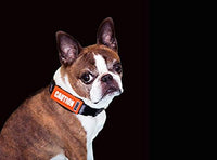 Bark Notes Collar/Leash Cover (CAUTION, 3/4") | RC Pets