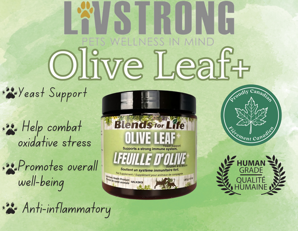 Olive Leaf+ (140g) | Livstrong