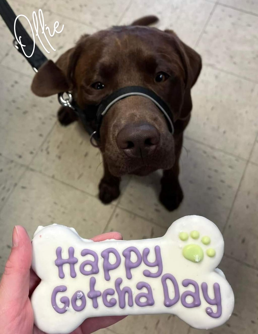 Happy Gotcha Day Cookie | Bosco & Roxy's