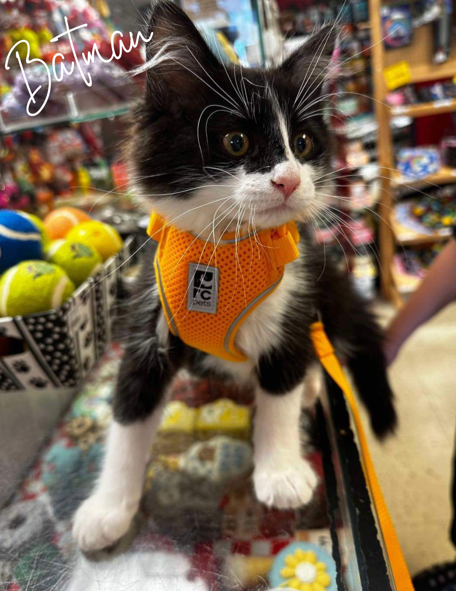 Adventure Kitty Harness | RC Pets