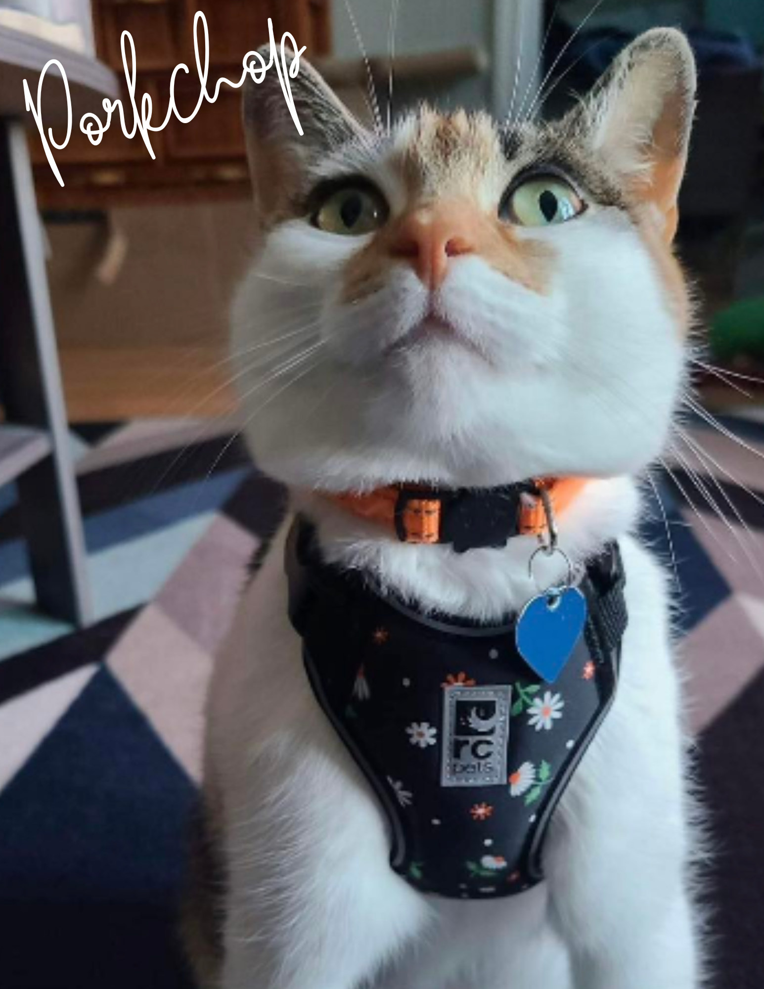 Adventure Kitty Harness | RC Pets