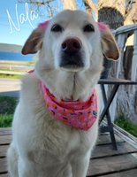 Zephyr Cooling Bandana (Zesty) | RC Pets