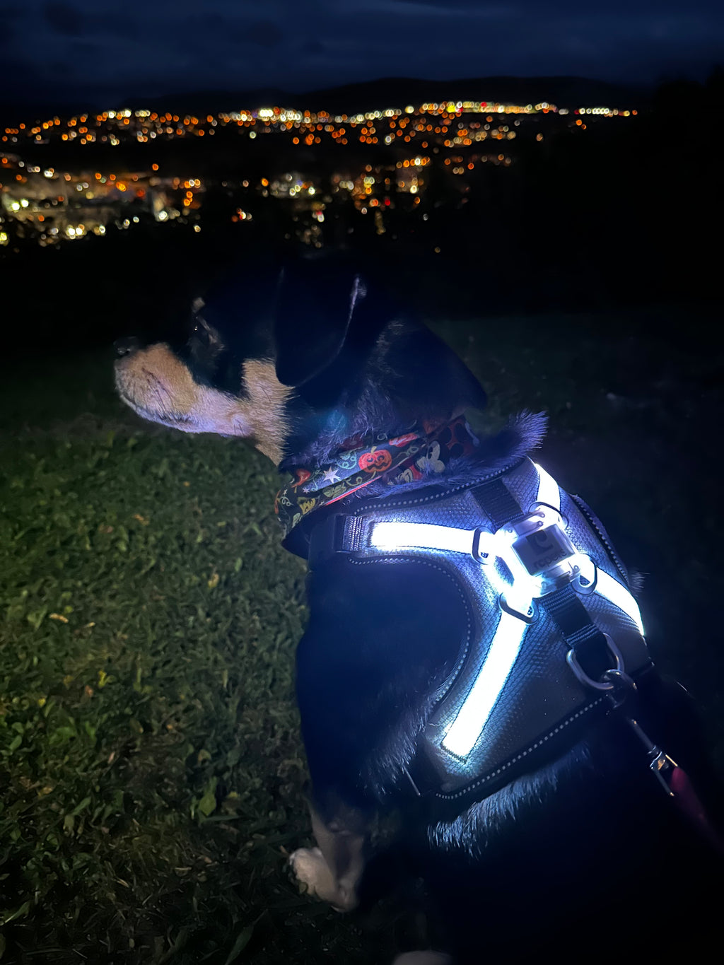 Nova LED Light-Up Harness | RC Pets