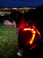 Nova LED Light-Up Harness | RC Pets