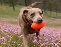 Indestructible Rubber Football (Assorted Colours) | Ruff Dawg