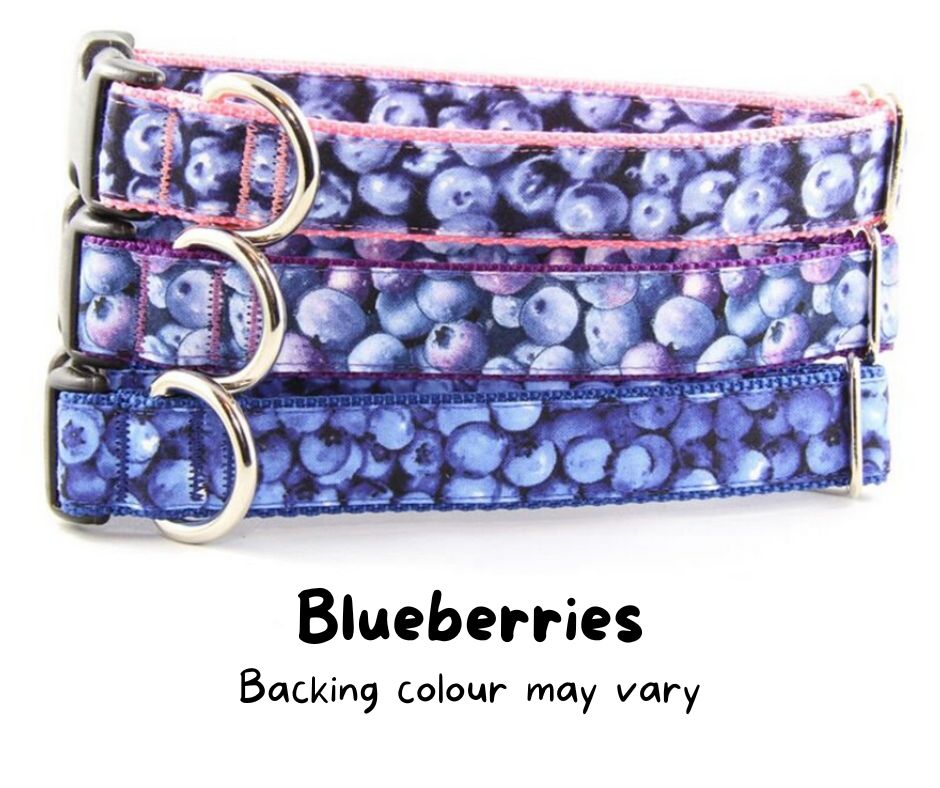 Newfoundland Made Dog Collars | Your Paws Only