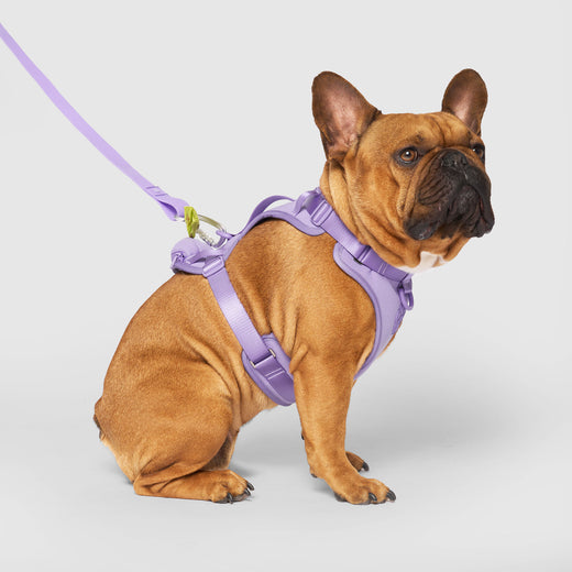 Neoprene Everything Harness With Poop Bag Dispenser (Lavender) | Canada Pooch