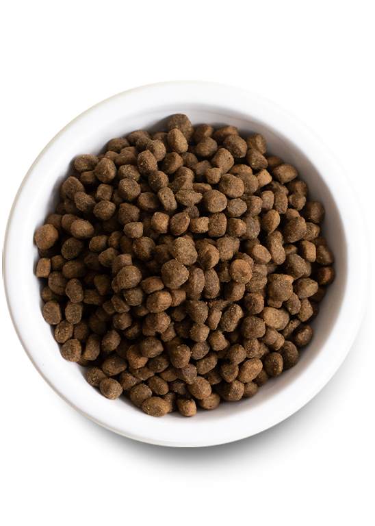 Ancient Grains Wild-Caught Salmon Dog Food (22lb) | Open Farm