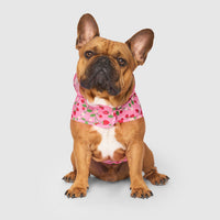 Pick Me Poncho (Strawberries, Size 14) | Canada Pooch