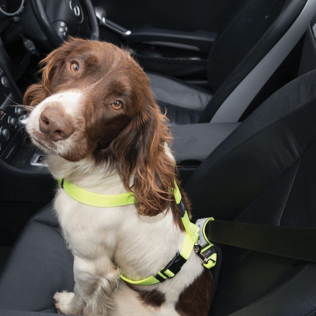 Utility Car-Safe Safety Belt Clip (Black) | Rogz