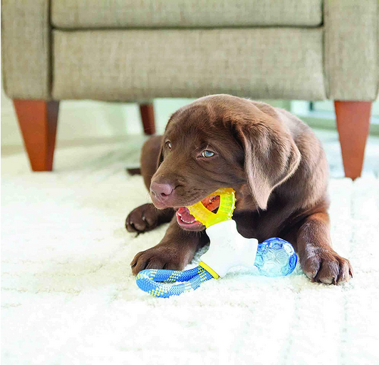 Puppy Connects Toy | JW