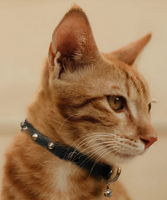 Studded Leather Cat Collar (Bllack, 12") | Angel Pet Supplies