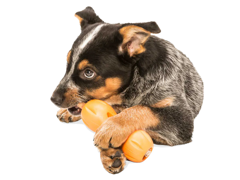 Qwizl Treat Toy (Assorted Colours) | West Paw