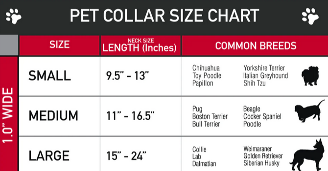 Licensed Seatbelt Buckle Collars | Buckle-Down