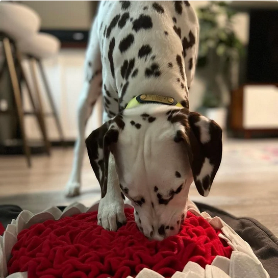 Shark Snuffle Mat | Injoya