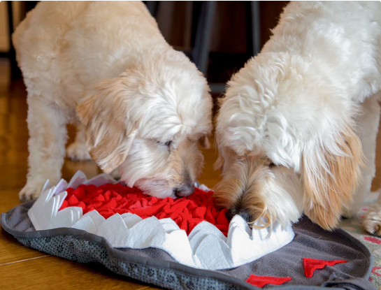 Shark Snuffle Mat | Injoya