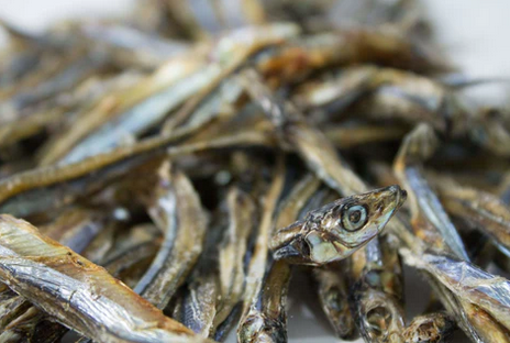 Dried Sardines | Only One Treats