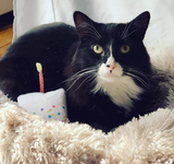 Get Lit Refillable Birthday Cake Cat Toy | Smarter Paw