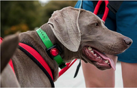 Hunting Series Collar Light (Red) | Adventure Lights