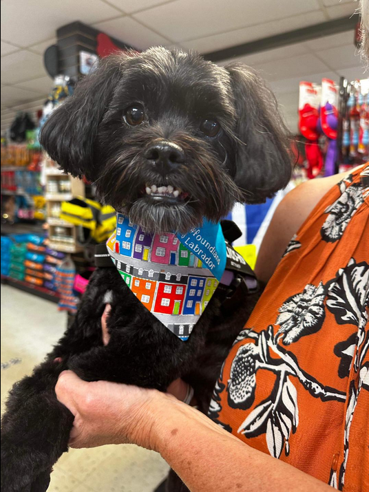 Jelly Bean Row Bandana | Pawtastic