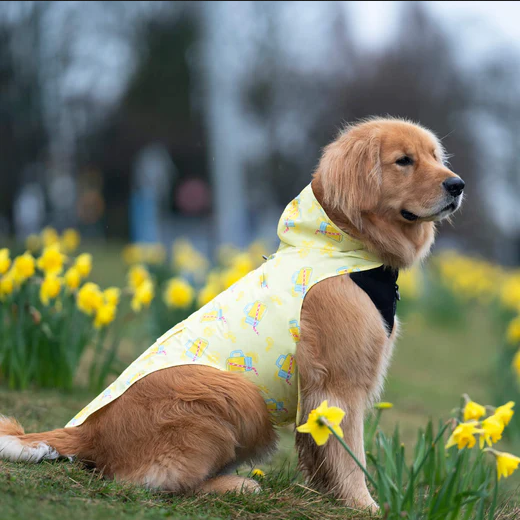Pick Me Poncho (Lemonade, Size 26) | Canada Pooch