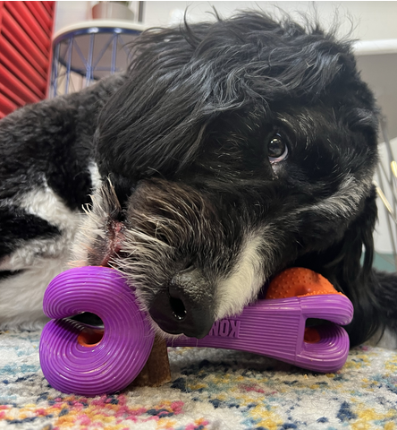 Rerun Whoosh Bone (Assorted, Large) | KONG