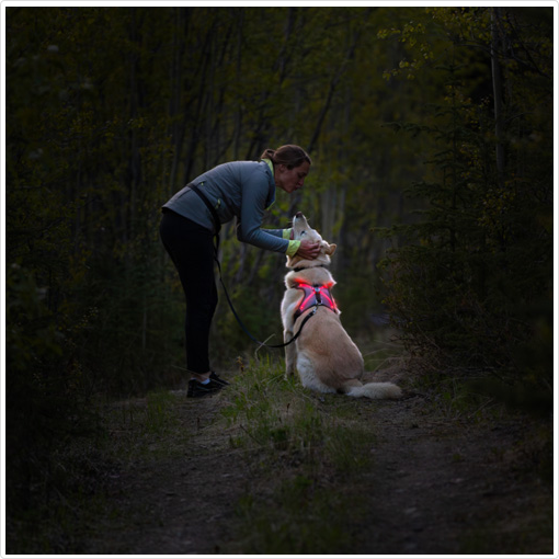 Nova LED Light-Up Harness | RC Pets