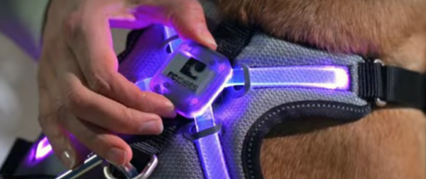 Nova LED Light-Up Harness | RC Pets