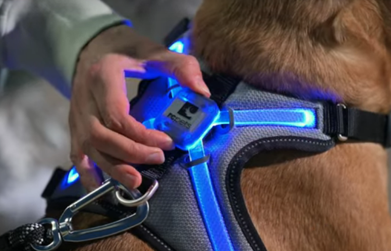 Nova LED Light-Up Harness | RC Pets