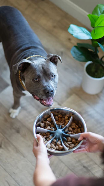 Universal Slow Feeder Bowl Insert with Suction (7.5") | Messy Pets