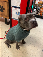 Chalet Dog Sweater (Sage) | GF Pet