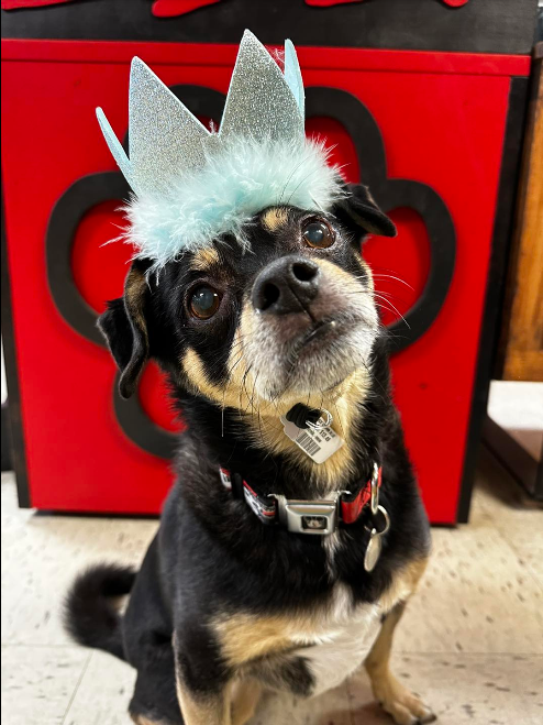 Birthday Crown (Small, Blue) | Huxley & Kent