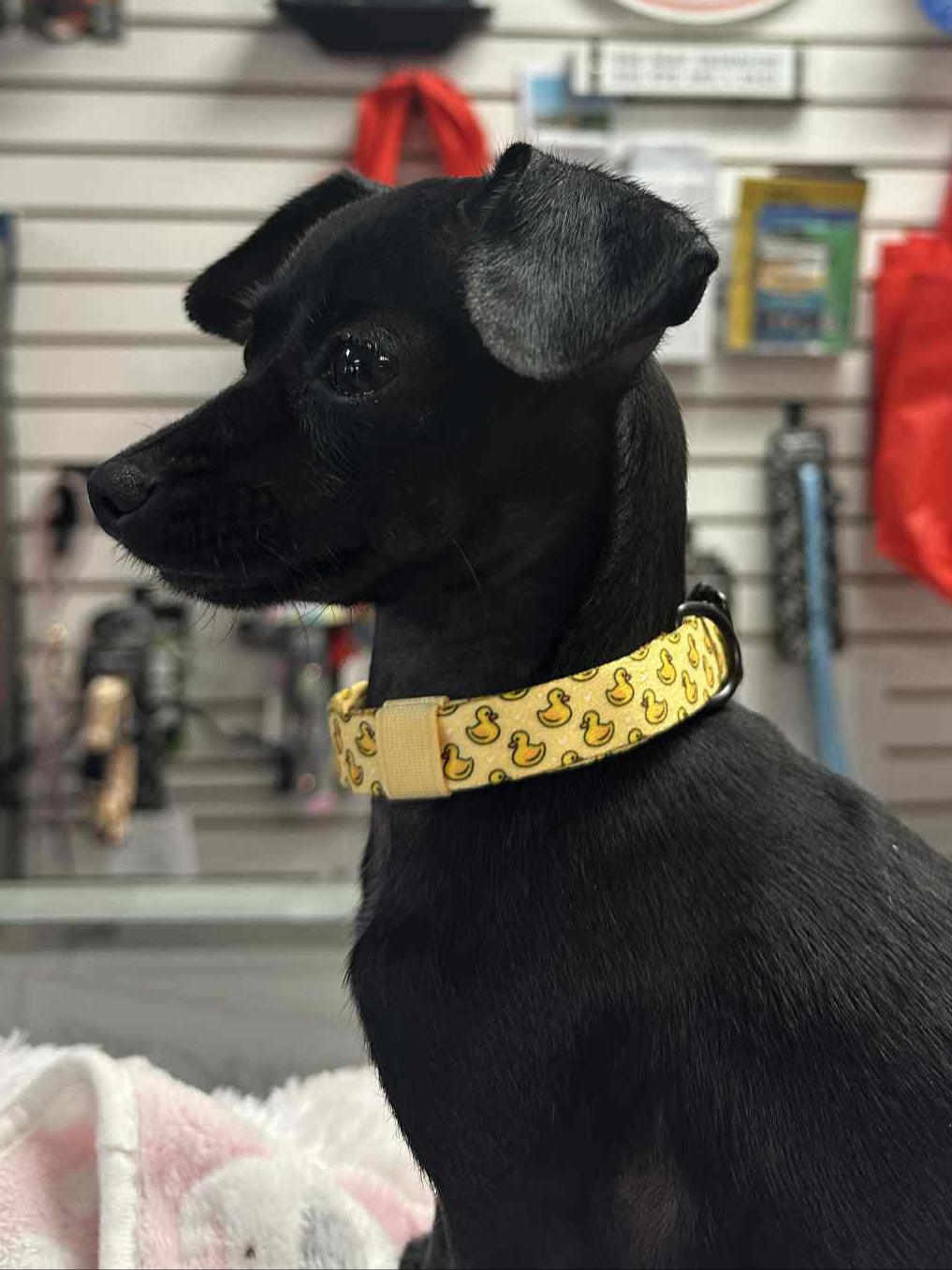 Little Duckies Collar (Yellow) | Tags For Hope