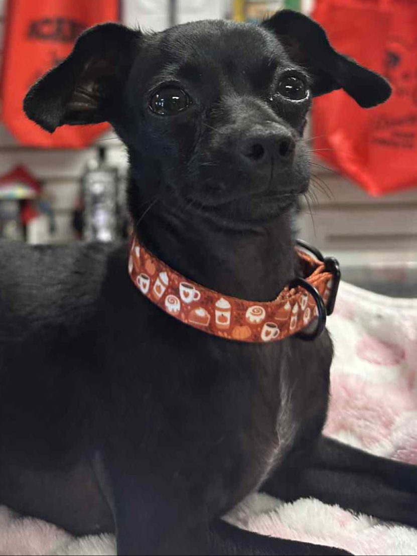 Spiced Latte Collar | Tags For Hope
