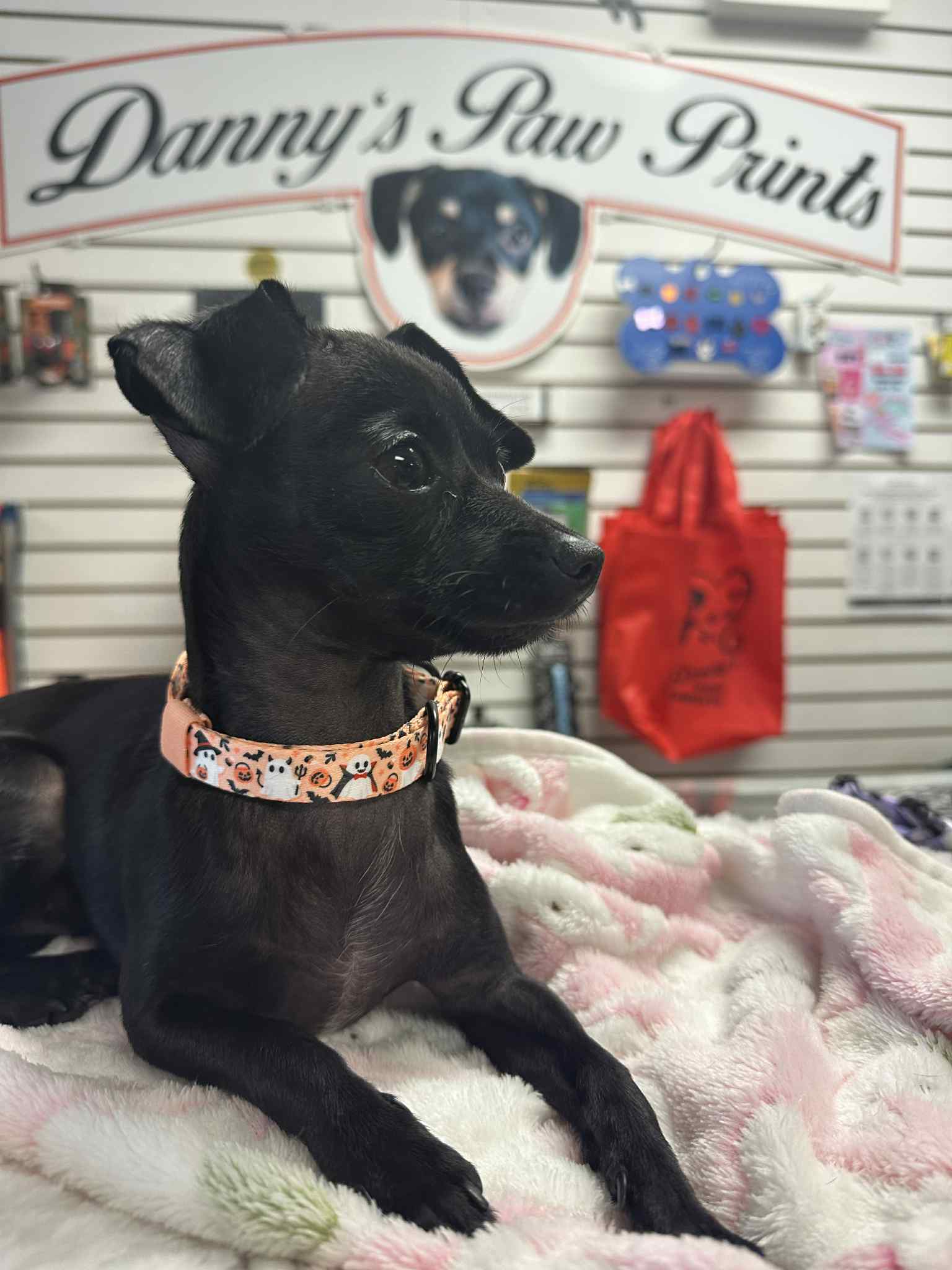 Trick-Or-Boo Collar | Tags For Hope