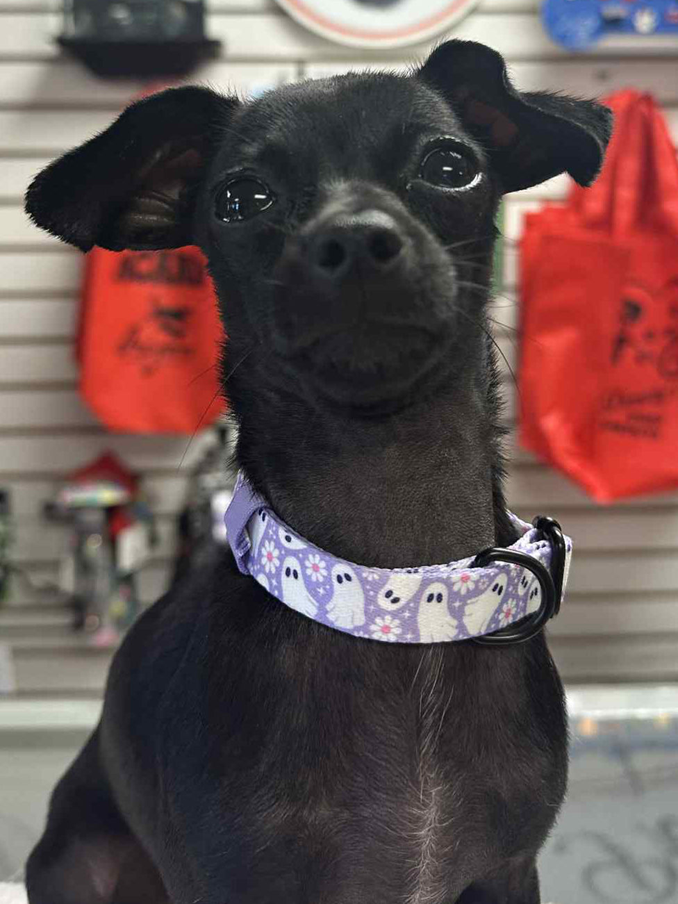 Lilac Ghosties Collar | Tags For Hope