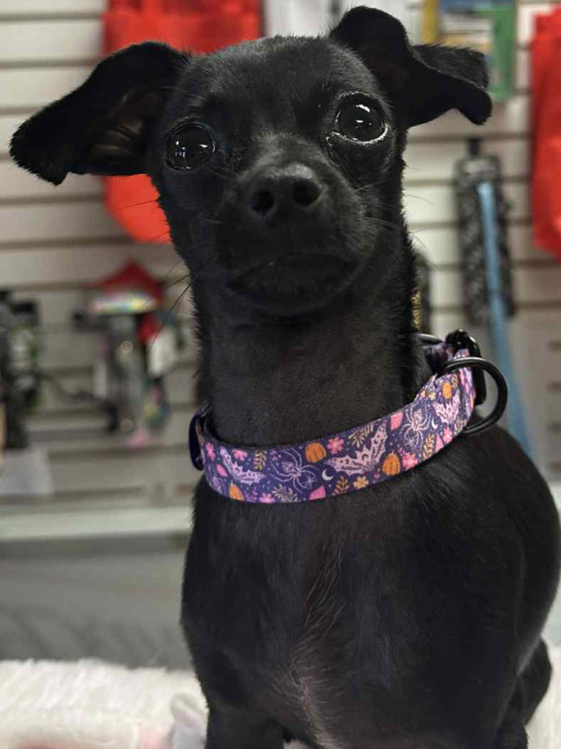 Spooky Bloom Collar | Tags For Hope