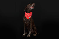 Flare Reflective Bandana (Medium/Large) | RC Pets