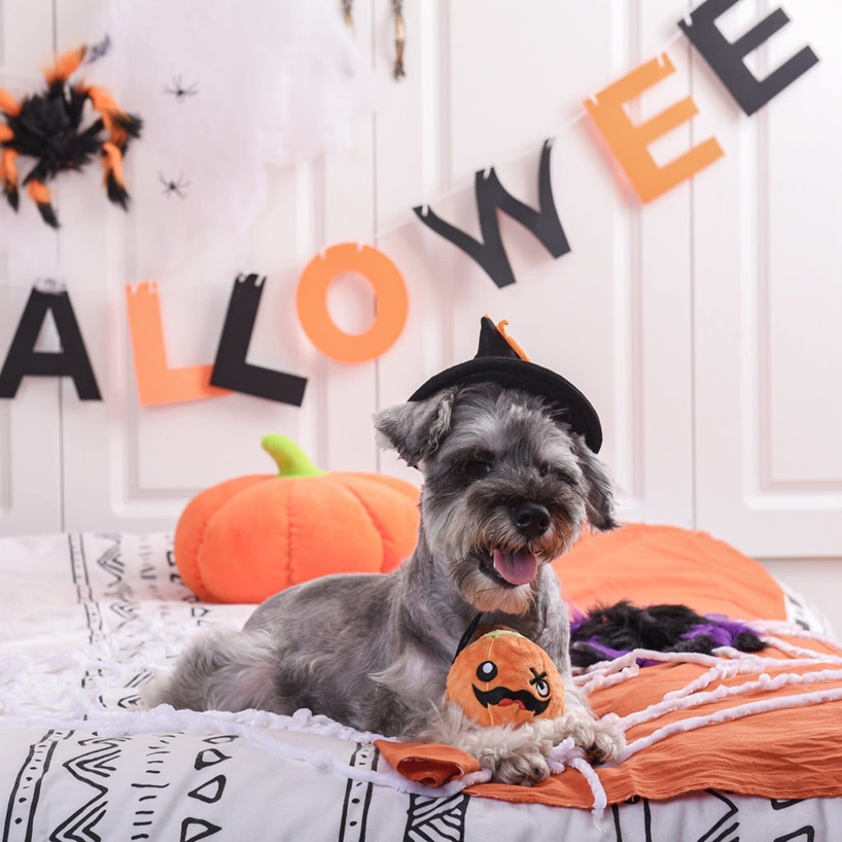 Pumpkin Super Ball | HugSmart