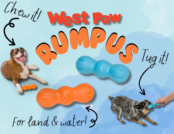 Rumpus Chew Toy (Medium, Assorted Colours) | West Paw