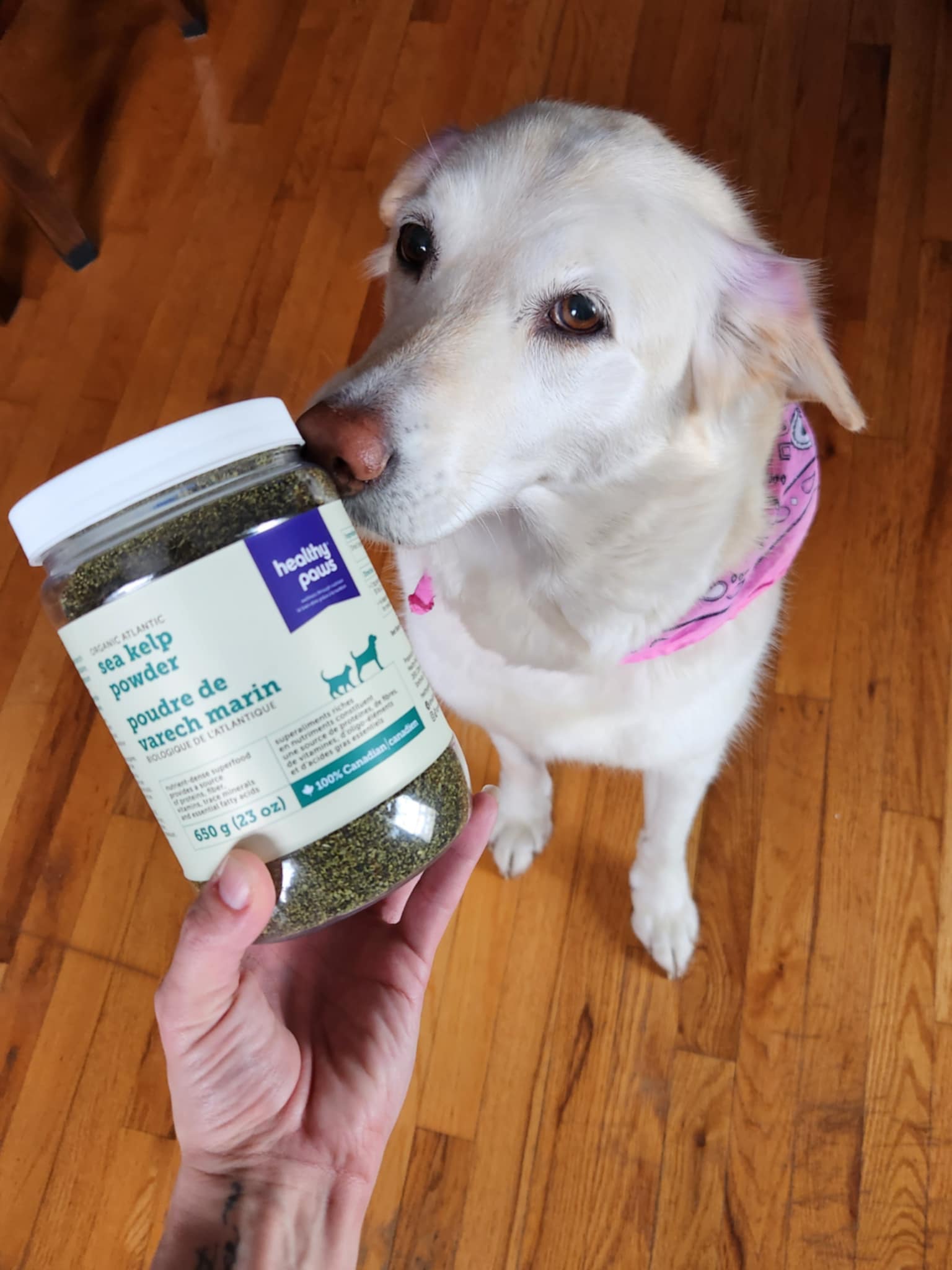 Organic Atlantic Sea Kelp Powder (650g) | Healthy Paws