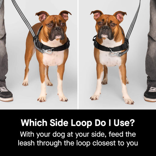 Re-Direct Harness | Canada Pooch