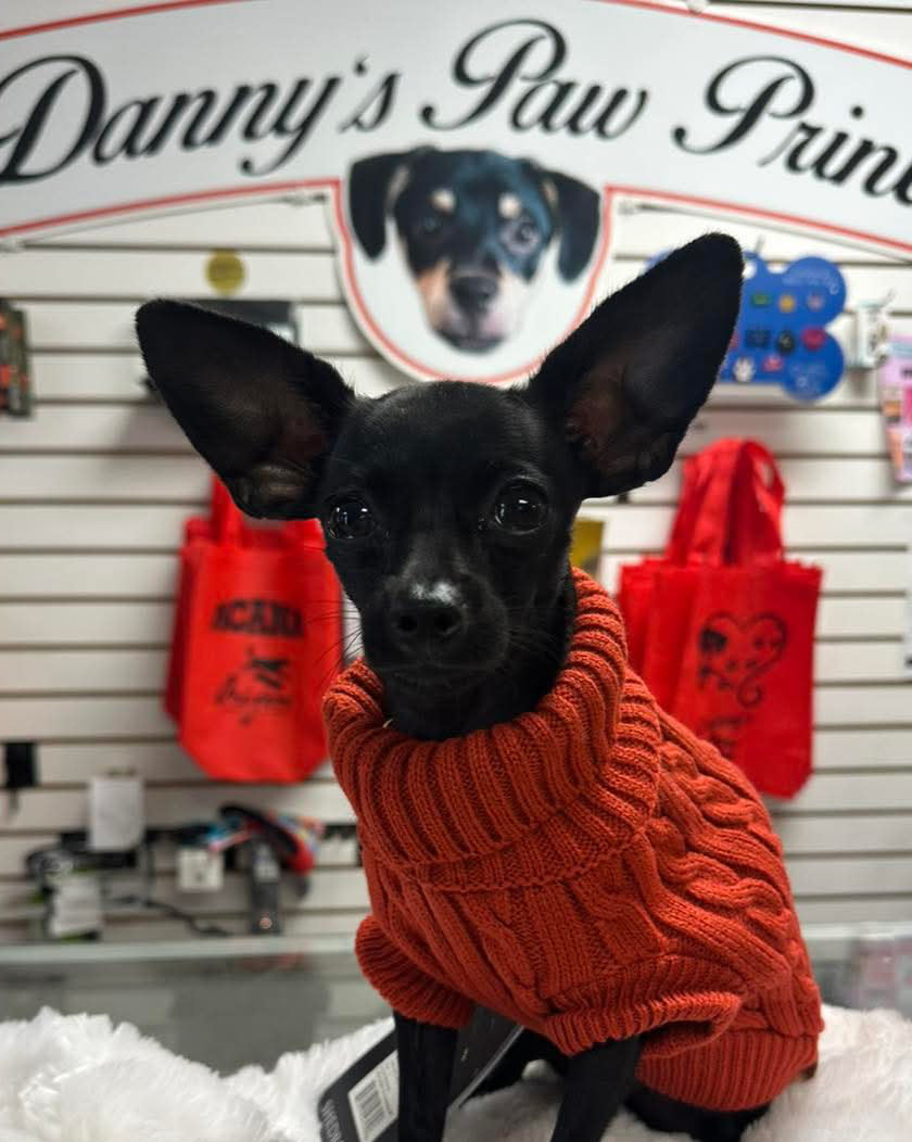 Small dog wearing an orange sweater in a store setting with 'Danny's Paw Prints' sign.