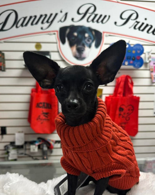 Small dog wearing an orange sweater in a store setting with 'Danny's Paw Prints' sign.