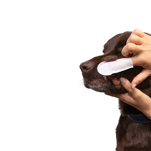 Dental Wipes (50ct) | Goo-eez