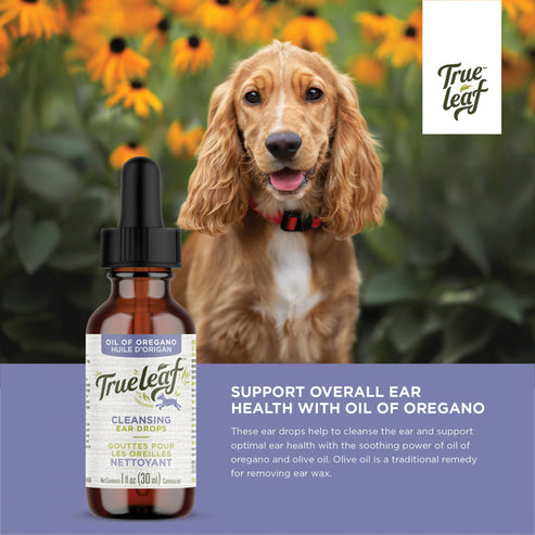 Cleansing Ear Drops | True Leaf