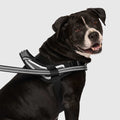 Re-Direct Harness | Canada Pooch